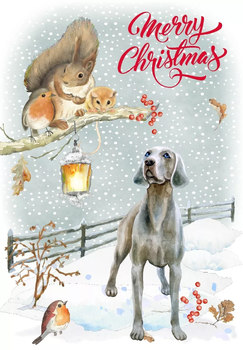 Weimaraner wrapping clearance paper