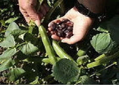 Heritage Vegetable - Robinsons Broad Bean - Grando Violetto - 25 Seeds - Picture 1 of 1