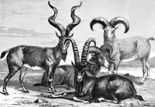Mountain sheep ibex c1890 Illustration The Universal Geography Ill- Old Photo