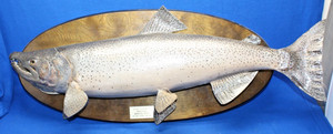 VTG Monster 35 Inch Manistee River Trout/Salmon Taxidermy Wall Hang
