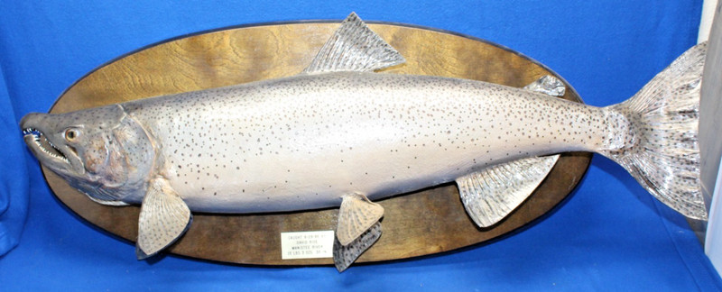 VTG Monster 35 Inch Manistee River Trout/Salmon Taxidermy Wall Hang