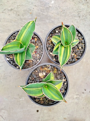 Wholesale 3 pcs Sansevieria Samurai Dwarf variegated,