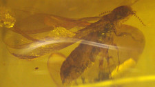Cretaceous Winged Termite with Planthopper in Burmese Amber Fossil Dinosaur Age