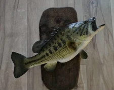 Large Mouth Bass Mount