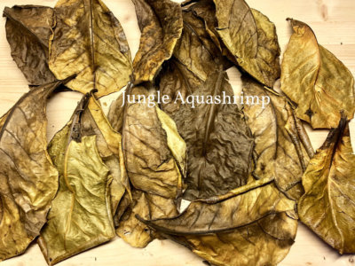 L-XL Catappa Leaves Indian Almond Leaves Discus Betta Crystal Red Cherry Shrimp