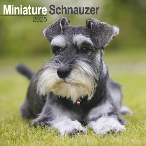 Calendrier 2025 -  SCHNAUZER NAIN - Foto 1 di 2