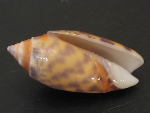 Sehr selten...OLIVA BULOUI PHUKETENSIS~24,5mm/Edelstein~Thailand MUSCHEL - Bild 3 von 3