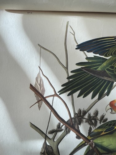 AUDUBON Birds of America 4er Set CAROLINA PAPAGEI SITZE 36 26 25 6 - Bild 17 von 20