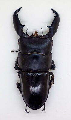 Beetle - Lucanidae -Dorcus Titanus (m) 78mm - Cameron Highlands, M