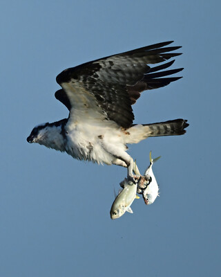 photograph of an osprey with TWO fish