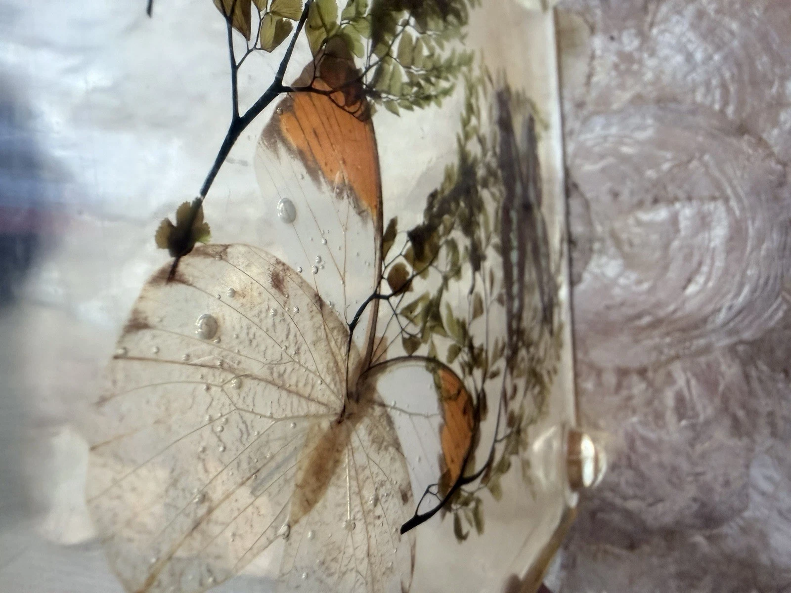 Vintage Lucite Resin Butterfly Fern Specimen Trivet Display 8in MCM Decor - product detail image 10
