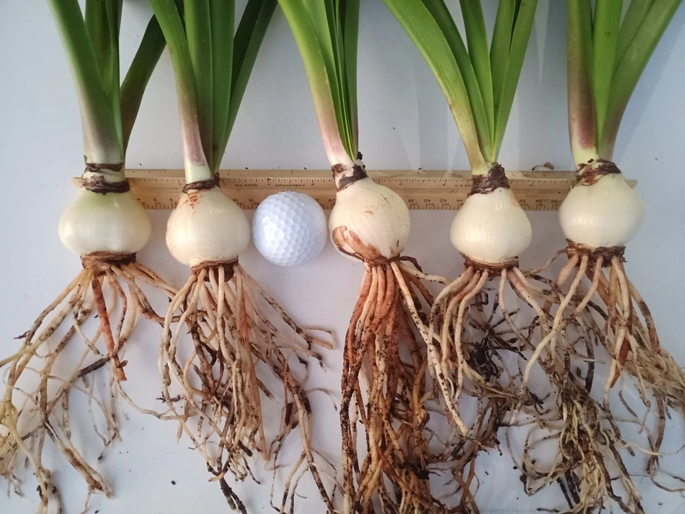 (5) BOMBILLAS AMARYLLIS HIPPEASTRUM NARANJA ROJIZO CON FLORES DE JARDÍN AMARILLAS PLANTAS Foto 2 de 4