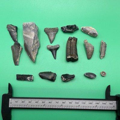 REAL FOSSIL COLLECTION PARTIAL MEGALODON MAKOS HORSE TOOTH & MORE
