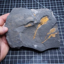 1kg Echinoderma Dendrocystites sp. Fossil Morocco Ordovician