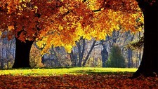 Landscape fall nature leaves trees Custom Gaming Mat Desk