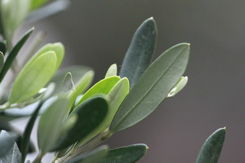immune support sugar free - OLIVE LEAF EXTRACT - olive extract 500mg 3B - Picture 9 of 10