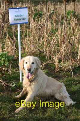 Foto 6x4 Golden Retriever Boothby Graffoe Advanta Ernteversuche auf Boothby c2007