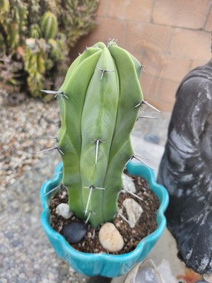 CHUBBY 11" Cutting of Blue Candle Myrtillocactus Geometrizans Cactus | eBay
