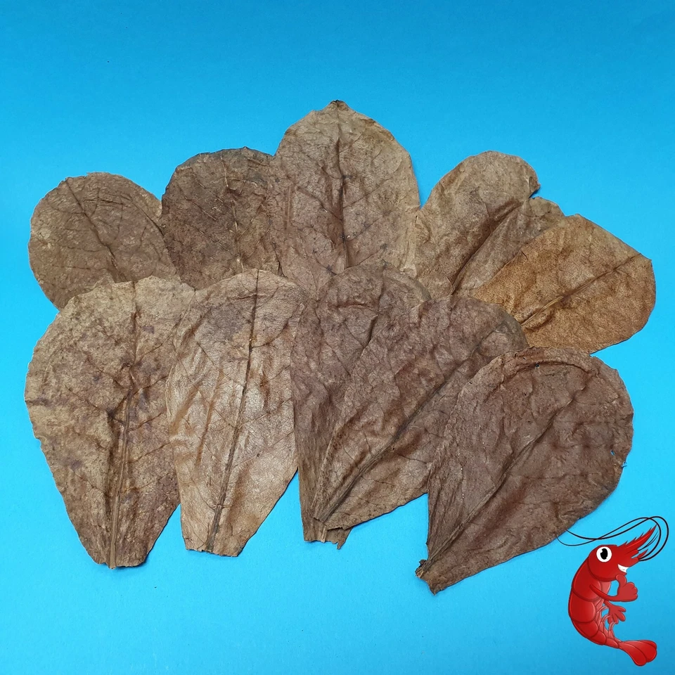 Futter-Set // Sticks Seemandelbaumblätter Shrimp Lollies// Garnelen Futter - Bild 2 von 2