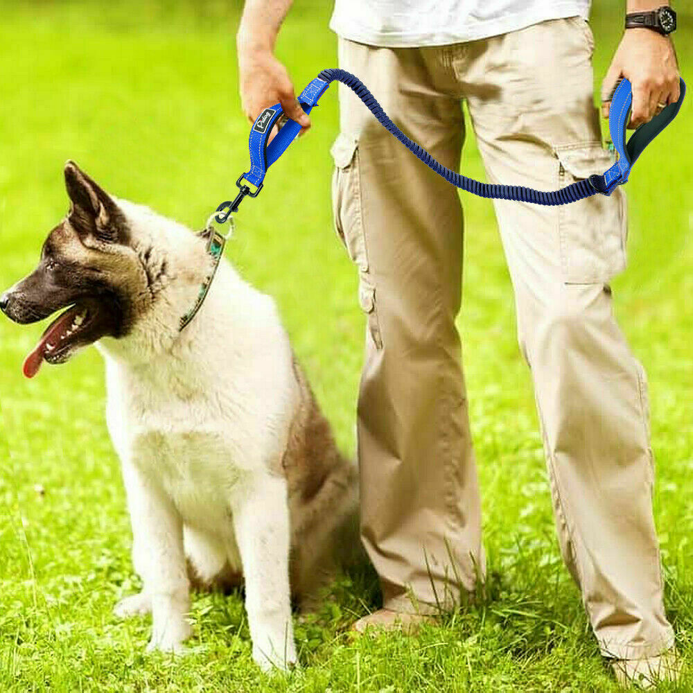 Amazon Dog Bowl Real Simple Retractable Dog Leash Heavy Duty