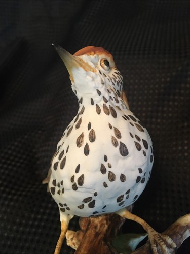 Tay Italy Ceramic Wood Thrush ‘Trush’ 5.5" Tall Giuseppe Tagliariol - Picture 14 of 24