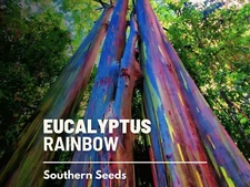 Eucalyptus, Rainbow Gum Tree seeds (Eucalyptus deglupta)