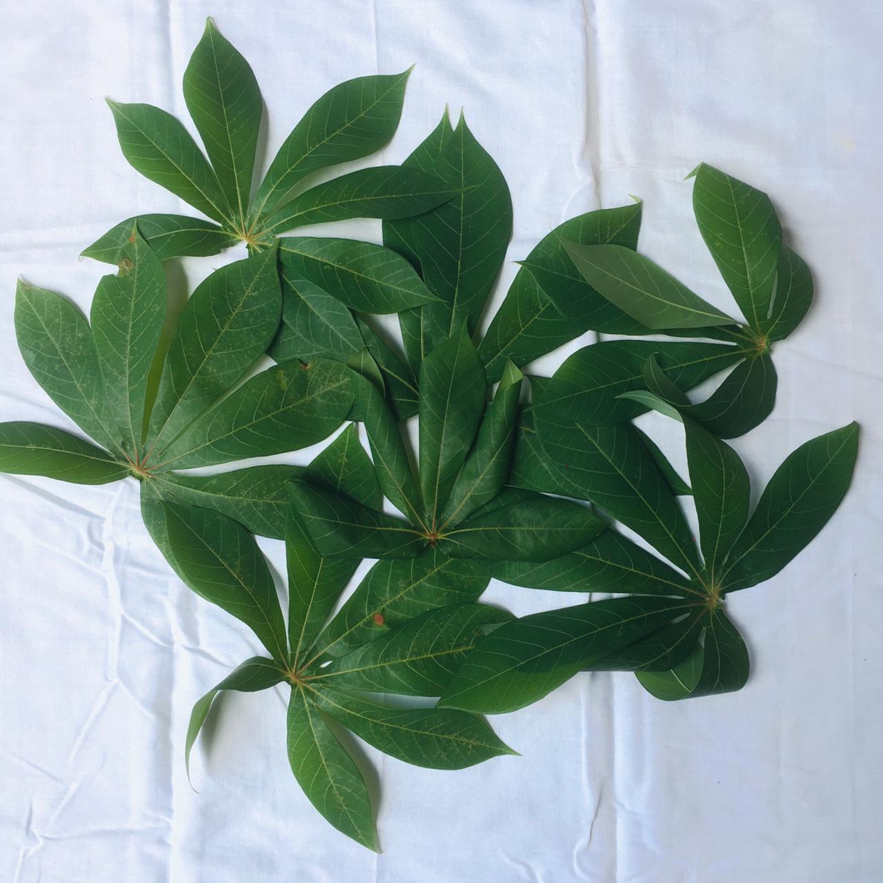 Yuca Corte Secado al Sol Hoja Natural Hierba Orgánica Mandioca Envío Gratuito Nuevo