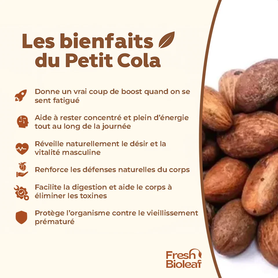 Petit Cola frais – Bitter Kola Pur – Garcinia kola – 100% Naturel - Bild 3 von 4