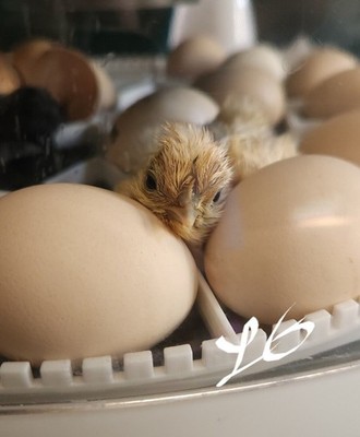 6+ Fertile Hatching Eggs - BARNYARD MIX - Silkie Svart Hona Mille Fleur Chicken