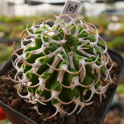 5cm 1PCS Live Euphorbia Columnaris Beautiful Garden Outdoor Rare Planting - Picture 3 of 9