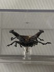 Large Cyclommatus Imperator Prodotto Per Collezionisti In Plaxi-Glass Case 85 mm — photo 7