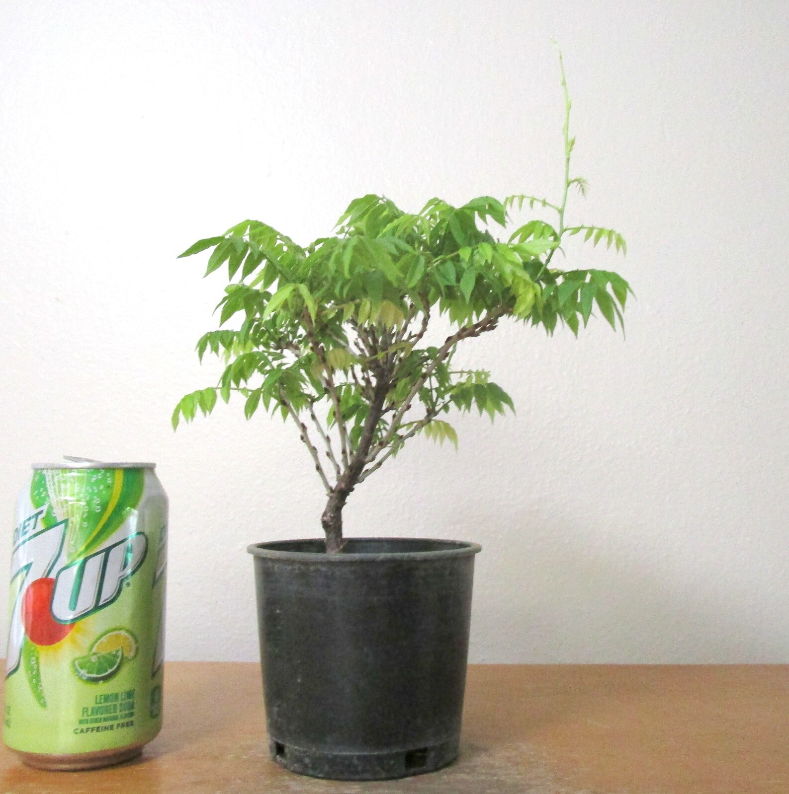 Dwarf Wisteria Hime Fuji for Mame Shohin Bonsai Blooming Tree Multiple Listing