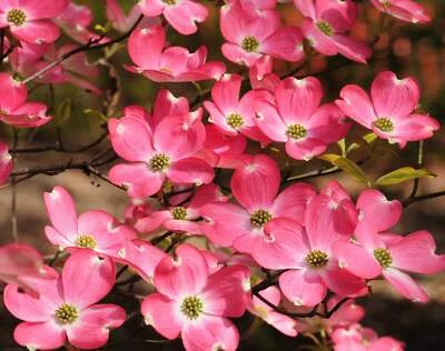 SEEDVILLE USA 5 PINK FLOWERING DOGWOOD Tree Cornus Florida Rubra Native Ornamental Tree Seeds