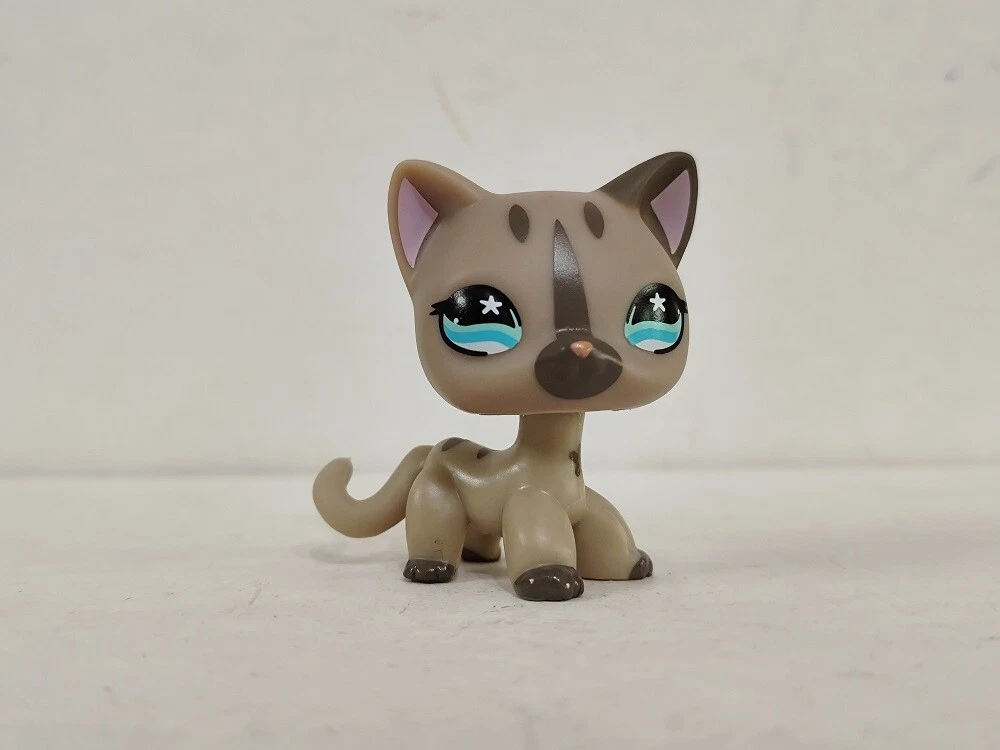 Grey shorthair cat with blue best sale eyes