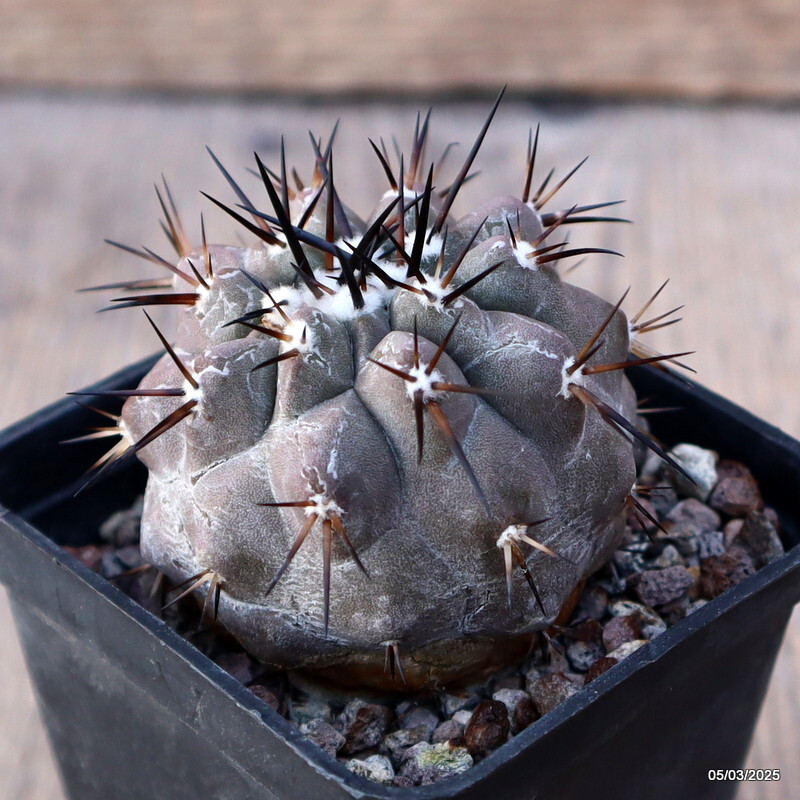 新品　COPIAPOA CINEREA  FlowerSeason Copiapoa cinerea var. albispina 10 cm. | Cactaceae