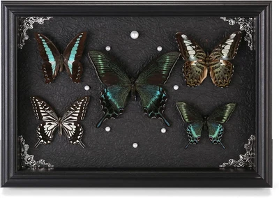 Real Framed Butterfly Taxidermy Collection - Set of 5 in Shadow Box Display - Na - Image 1 of 4