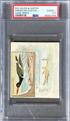 AMERICAN OYSTER CATCHER 1890 N40 Allen & Ginter Game Birds (Large) PSA 2.5 GOOD+