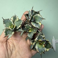 1/4/10/20PCS 4-5 cm pianta rara agave titanota 'nero e blu' variegata