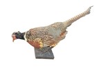 RINGNECK ROOSTER PHEASANT S TAXIDERMI STANDING MOUNT — photo 1