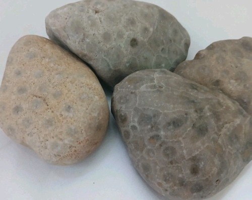 Natural Petoskey Stones 1lb Bulk Unpolished Great Lakes Michigan Fossil Coral