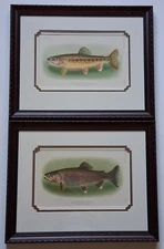 1905 KERN RIVER TROUT & GOLDEN TROUT OF SODA CREEK, Framed Chromolithographs