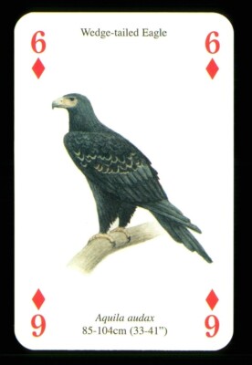 1 x Spielkarte Greifvögel - Keilschwanzadler - 6 Diamanten - ZU 01