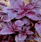 Dark Opal Basil Seeds 300+ SEEDS NON-GMO--BUY 4 ITEMS FREE SHIPPING