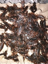 100 Prank Cockroaches Realistic Cock Roach Plastic Fake Bugs Gag Toy Joke