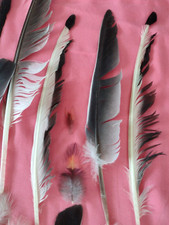 NATURAL FEATHERS x 38 FREE FALLEN CROW SEAGULL PIGEON Great toys 4 PETS UK