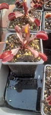 Venus Flytrap - Red Piranha (Dionaea Muscipula)