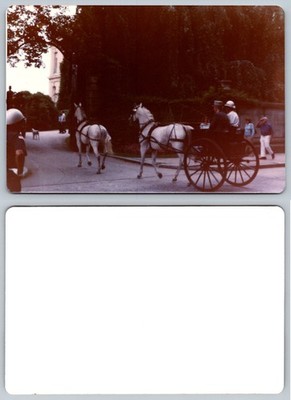 5.25 x 3.5 INCH Horse Carriage Street Scene Circus Photo