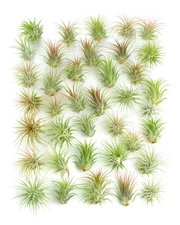 Succulents Ionantha Tillandsia Air Plants, Assorted Mini Live Plants, Pack of 30