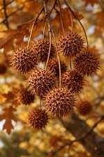 TOP SELLER 100 Sweet Gum Tree Spiked Ball Pods, Dried Crafts  Oak Colored