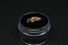 Stunning Genuine Western Australian Gold Nugget &ldquo;Swan&rdquo; Specimen 0.52 grams